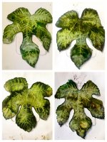 Estudio de las hojas de higuera 2